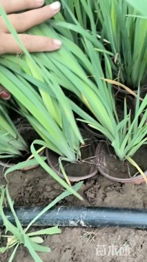 高度20厘米花菖蒲