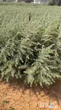 高度700厘米雪松