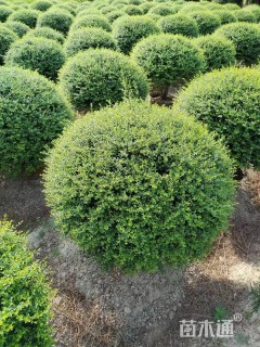 5公分造型川滇蜡树