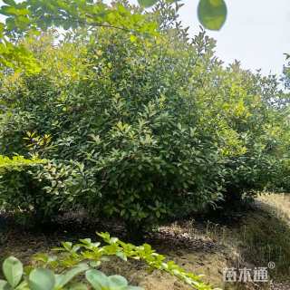 高度400厘米丛生红叶石楠