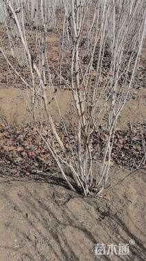 高度250厘米丛生紫荆