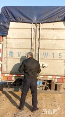 高度25厘米矾根