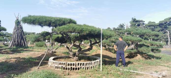 35公分泰山松