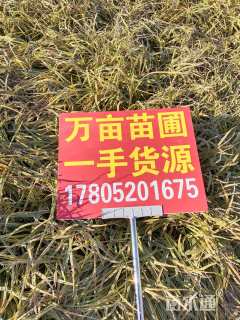 高度20厘米金边麦冬