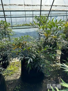 高度60厘米十大功劳