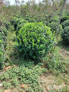 冠幅80厘米冬青球