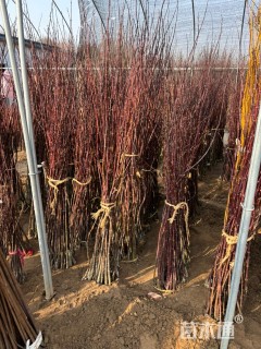 高度100厘米红枫小苗