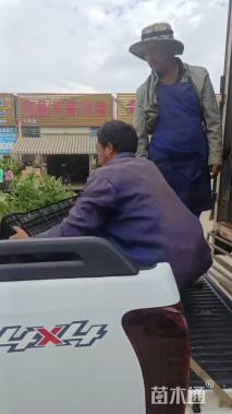 高度30厘米紫蝉花