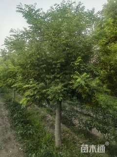 9公分矮接金枝槐