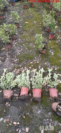 高度30厘米万年青