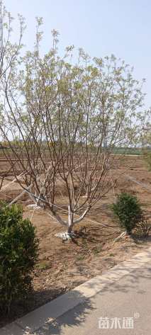 高度1200厘米丛生金银木