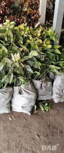 高度65厘米洒金珊瑚