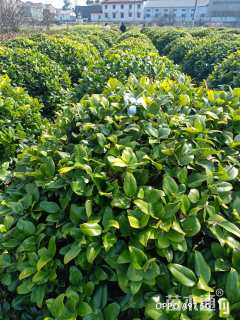 冠幅120厘米金森女贞球