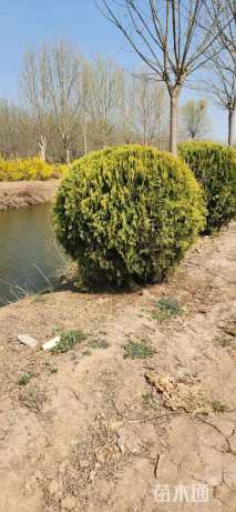 冠幅80厘米洒金柏球