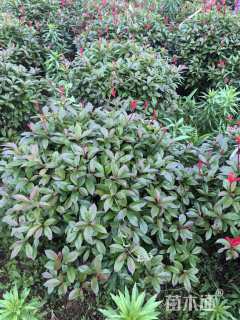 冠幅100厘米红叶石楠球