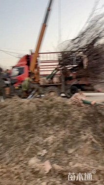 10公分美国红枫