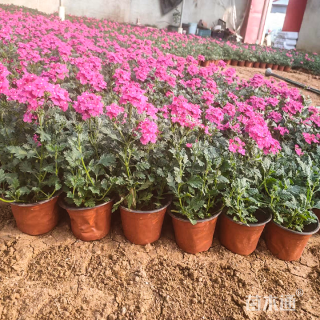 高度40厘米美女樱