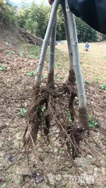 高度150厘米核桃