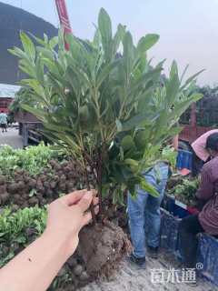 高度35厘米毛鹃