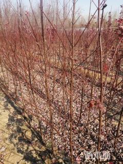 高度60厘米美国红枫小苗