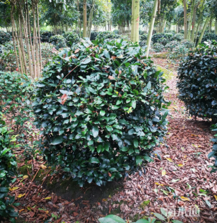 高度100厘米中华蚊母球