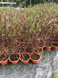 高度70厘米翠芦莉