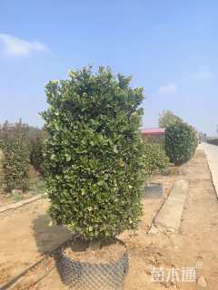 高度150厘米金森女贞柱