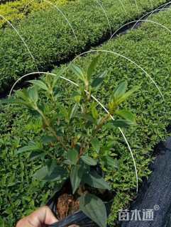 高度20厘米牡丹