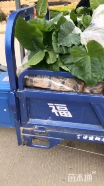 20厘米龟背竹