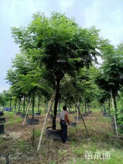 13公分复羽叶栾树