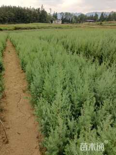 高度50厘米柏木