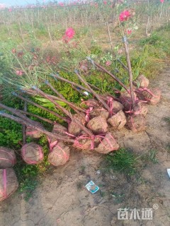 高度110厘米月季