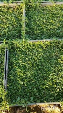 高度13厘米姬岩垂草