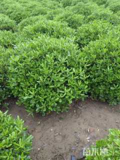 冠幅150厘米海桐球