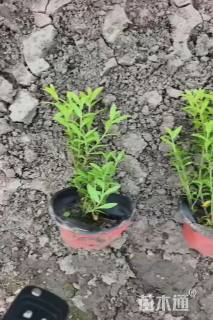 高度15厘米金叶满天星