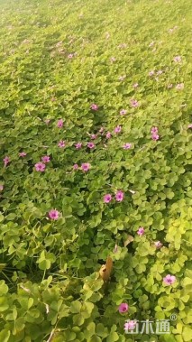 高度30厘米红花酢浆草