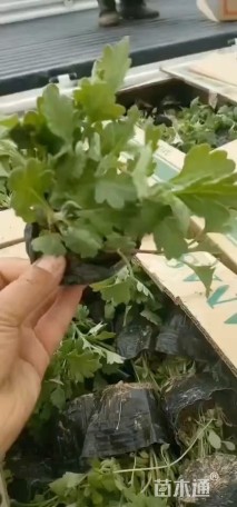 高度10厘米地被菊