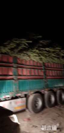 高度150厘米油松