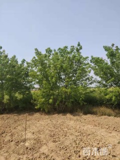 高度700厘米丛生五角枫