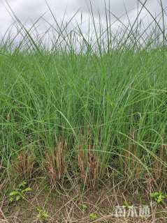 高度80厘米细叶芒