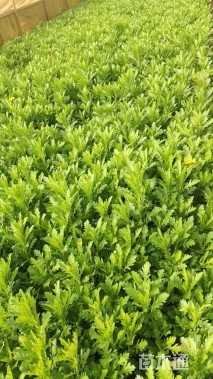 高度30厘米木春菊