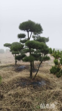 10公分造型景观松