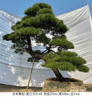 24公分日本黑松