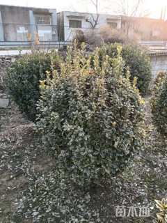 冠幅100厘米金边黄杨球