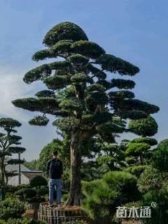 容器苗造型罗汉松