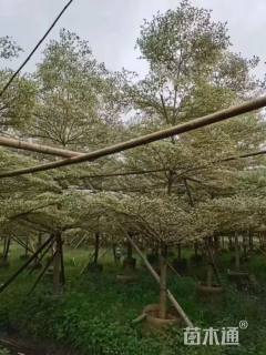 12公分锦叶榄仁