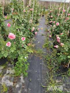 150厘米藤本月季