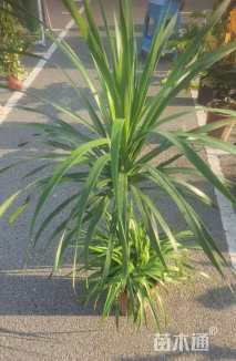 高度60厘米龙血树