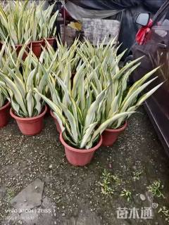 高度40厘米丝兰