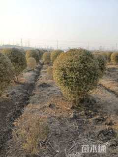 冠幅100厘米银姬小蜡球